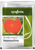 Heemsohna Tomato Seeds – High Yield, Ideal for Long-Distance Transportation