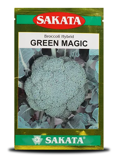 Green Magic Hybrid Broccoli Seeds by Sakata – High-Quality with Uniform Curd